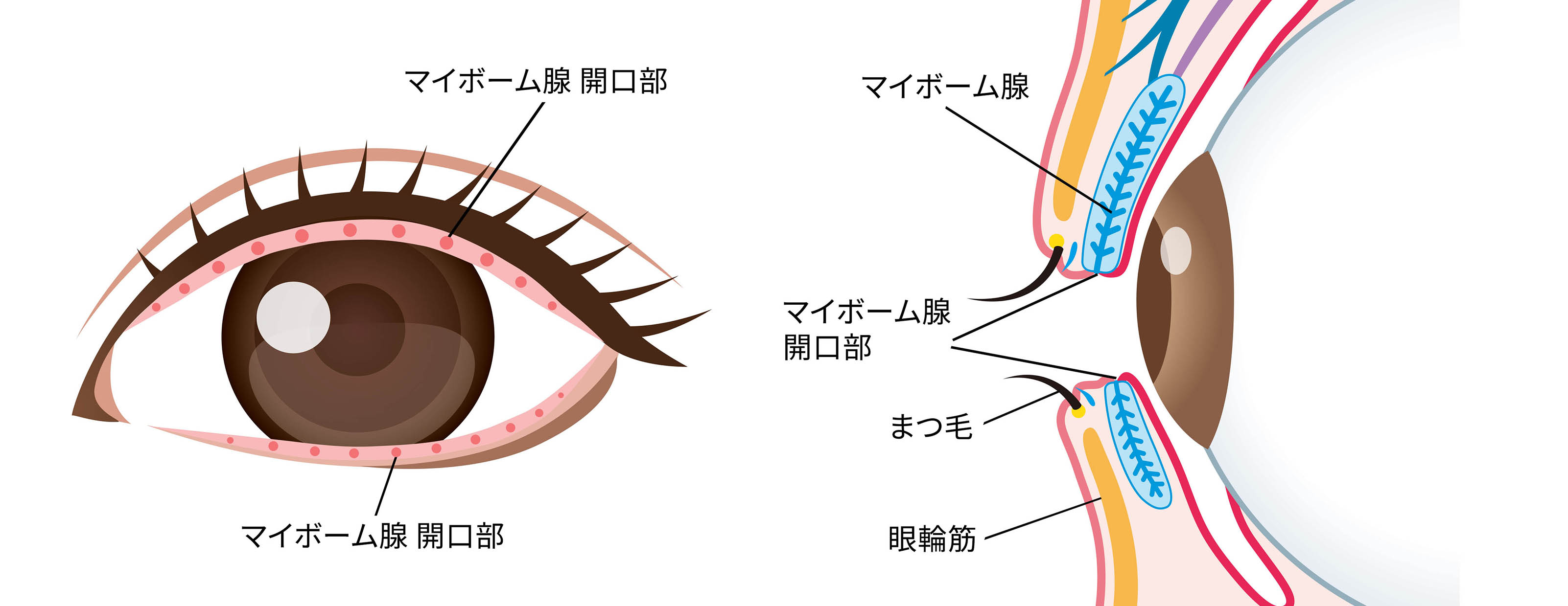 Eyerising（アイライジング）によるレッドライト治療法が機能する仕組みの説明画像